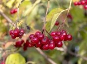 Какие ягоды помогут укрепить здоровье