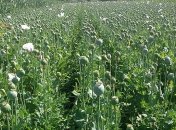 На Волыни полиция изъяла у 20-летней девушки более 20 тысяч растений мака