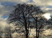 Мокрый снег и ветер: прогноз погоды на 1 января