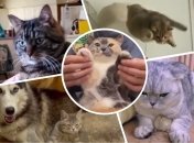 Действия котов порой очень трудно предугадать