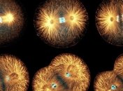 Ученые представили интерактивную модель делящейся клетки