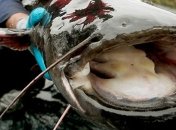 В Чернобыле выловили "речных монстров"