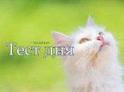 Тест дня от "Телеграфа"