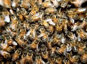 Ученые обнаружили, что пчелы перестают танцевать