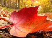 Прогноз погоды на 3 октября: без осадков, ожидаются заморозки