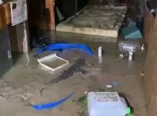 "У нас все нормально, только крокодилы гуляют": из  крокодиляриума Ялты сбежали десятки рептилий (видео)