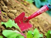 Обеззараживание почвы в конце сезона необходимое