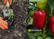 Когда сажать перец в мае 2025 года