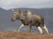 Дикий лось испугал жительницу дома