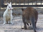 В Одесском зоопарке радуются кенгуренку-альбиносу