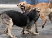 Бродячие псы загрызли итальянку