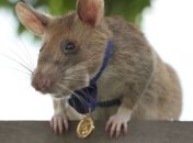 Крыса получила золотую медаль престижной организации "за храбрость при обнаружении мин" 