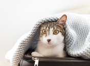 Левам, Скорпіонам, Стрільцям та Водоліям потрібно бути готовими