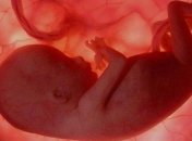 Пол будущего ребенка зависит от деятельности древнего вируса