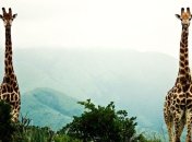 Стало известно, от чего зависит длина шеи жирафа 