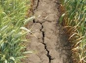 Эксперт: В этом году аграрии потеряют 10 млрд грн