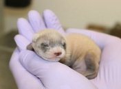 В США успешно клонировали самку вымирающего животного: в сети появилось видео   