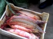 Двоих браконьеров задержали в Одесской области