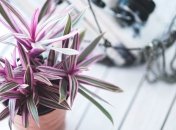 Нейронные сети будут предсказывать динамику роста растений