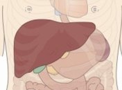 Как уберечь свою печень?