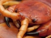 Многоножку-монстра нашли в угольном карьере в Уэльсе