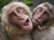 Ученые обнаружили интересные факты в поведении животных