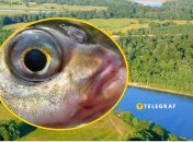 Чебачок амурський