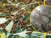 Нашествие саранчи (иллюстративное фото)