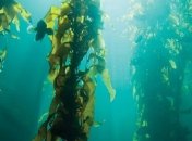 Вещество под названием "агаровый пластик" заменит пузырчатую упаковку