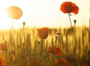 Жара наступает: синоптики прогнозируют до +35°, на западе - грозы и шквалы