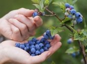 В Киевской области задержали украинцев, которые собирали радиоактивную чернику