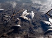 Бытовые стоки стали причиной гибели рыбы