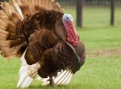 Литовцы построят ферму для выращивания индюков