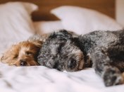 Полезное руководство для любителей домашних питомцев