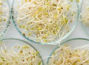  Украинские ученые советуют не поддаваться ГМО-панике