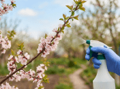 Чем и когда обрабатывать абрикос