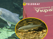 Вырезуб занесен в Красную книгу Украины