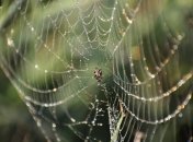 Осенью насекомые стремятся попасть в теплое помещение