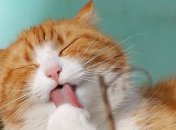 Забавные домашние любимцы, которые сделают ваш день чуточку приятней