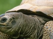 Черепахи не могут умереть от старости