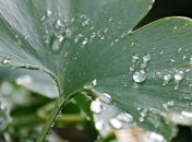 Прогноз погоды в Украине на сегодня: пройдут дожди с грозами