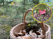 Как выглядит гриб "печеночница"