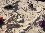 Обнаружели останки динозавра возрастом 200 млн лет