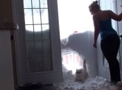 Голодный кот стал звездой YouTube (Видео)