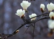 Приметы и обряды на 18 марта – День Конона-градаря, огородника