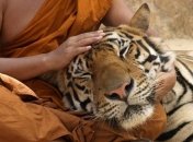 Из знаменитого монастыря в Таиланде вывезли всех тигров