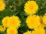 Целебные свойства одуванчика