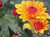 Температурні гойдалки: прогнози синоптиків на найближчі дні