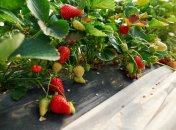 Найкраще пересаджувати полуницю в серпні