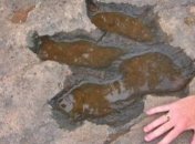 В горах Китая обнаружили следы ящеров Юрского периода